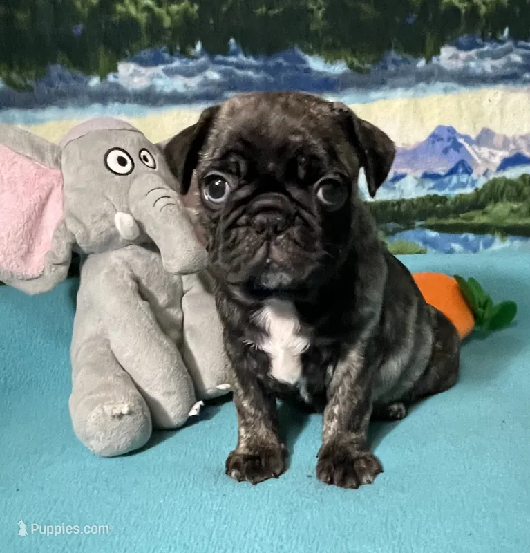 Duke – French Bulldog, Pug puppy for sale in Columbia, MO
