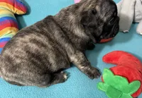 Birdie, a female French Bulldog and Pug for sale in Columbia, MO – 5 of 6