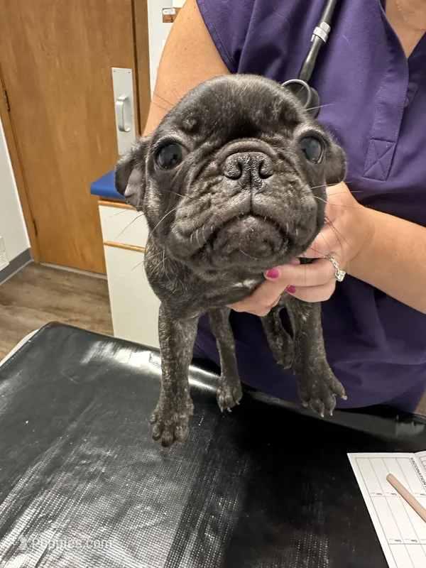 Birdie – French Bulldog, Pug puppy for sale in Columbia, MO