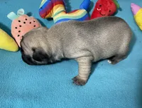 Sassy, a female French Bulldog and Pug for sale in Columbia, MO – 6 of 10