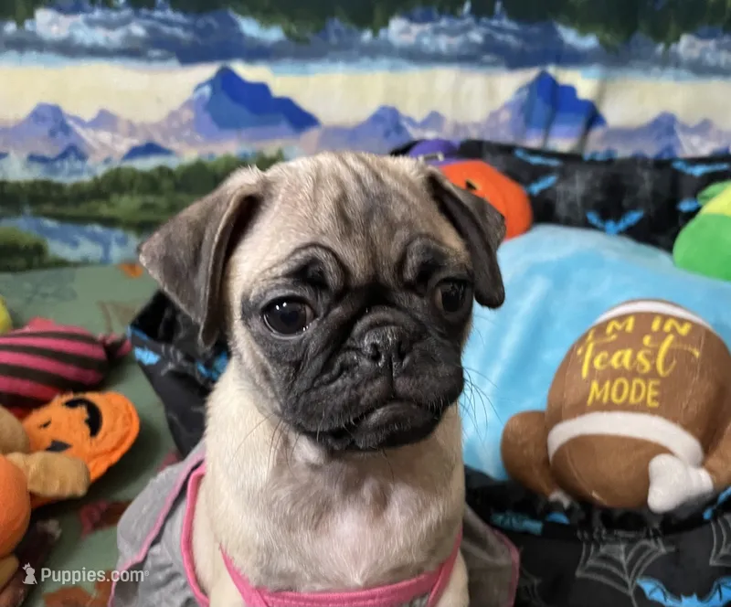 AKC Daisy  – Pug puppy for sale in Columbia, MO