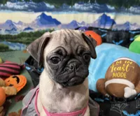 AKC Daisy , a female Pug for sale in Columbia, MO – 1 of 6