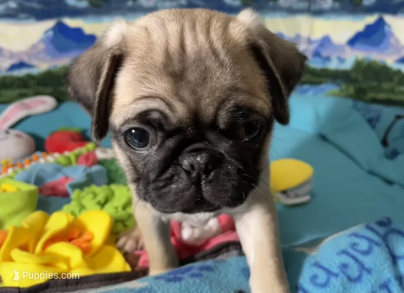 Rosie  – Pug puppy for sale in Columbia, MO