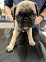 Sassy, a female French Bulldog and Pug for sale in Columbia, MO – 9 of 10
