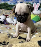 AKC Tiny, a female Pug for sale in Columbia, MO – 8 of 10
