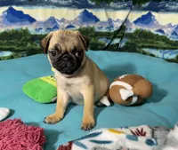 AKC Betty , a female Pug for sale in Columbia, MO – 3 of 9