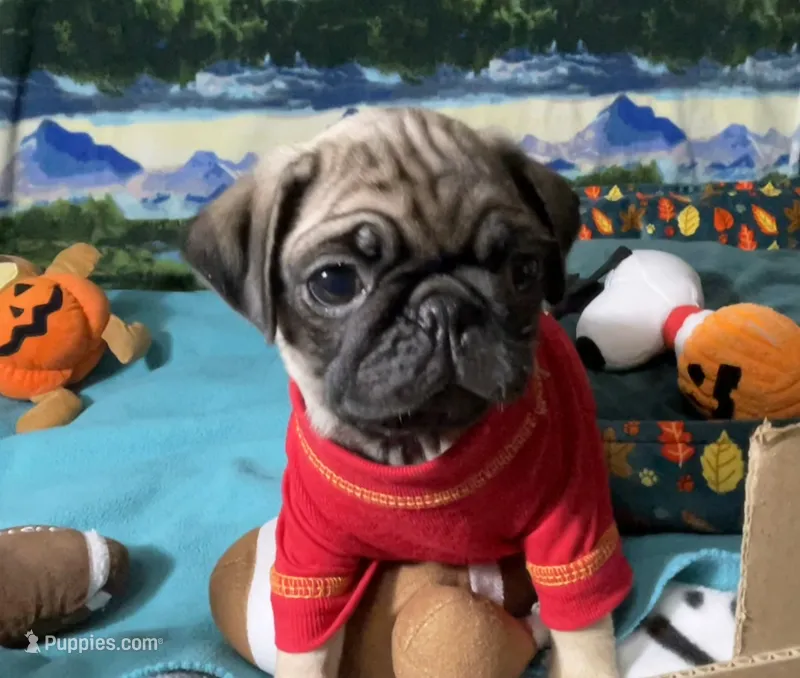 AKC Moe – Pug puppy on hold in Columbia, MO