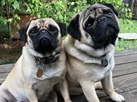 Papaya, a female Pug for sale in Columbia, MO – 4 of 6