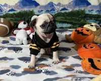 AKC Tiny, a female Pug for sale in Columbia, MO – 6 of 10
