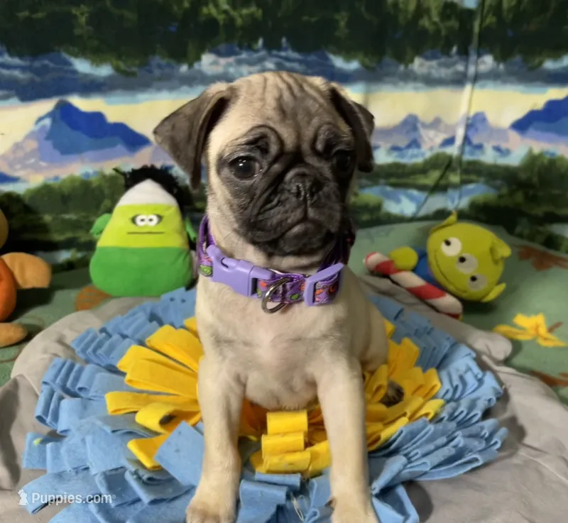 AKC Rose – Pug puppy for sale in Columbia, MO