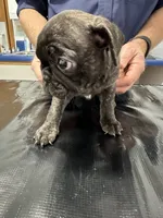 Birdie, a female French Bulldog and Pug for sale in Columbia, MO – 9 of 10