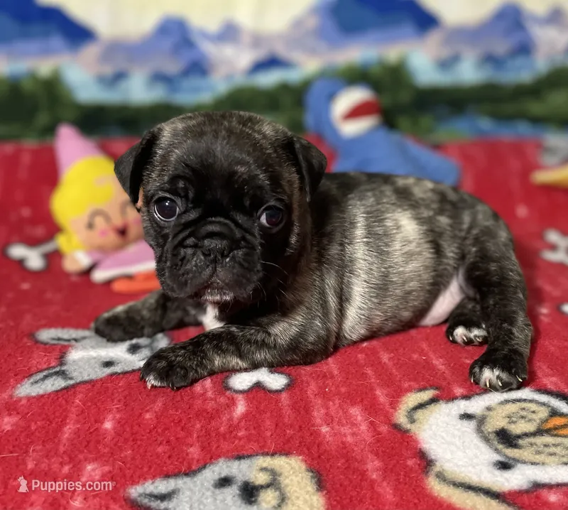Duke – French Bulldog, Pug puppy for sale in Columbia, MO