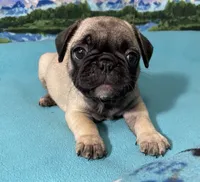 Sassy, a female French Bulldog and Pug for sale in Columbia, MO – 1 of 10