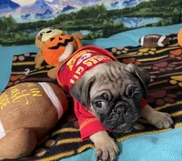 AKC Moe, a male Pug for sale in Columbia, MO – 3 of 7