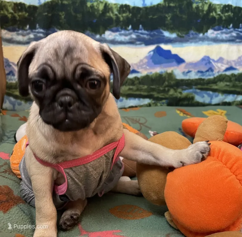 AKC Daisy  – Pug puppy for sale in Columbia, MO