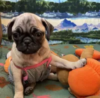 AKC Daisy , a female Pug for sale in Columbia, MO – 3 of 6