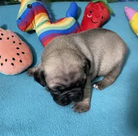 Sassy, a female French Bulldog and Pug for sale in Columbia, MO – 5 of 10