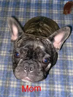 Sassy, a female French Bulldog and Pug for sale in Columbia, MO – 9 of 9