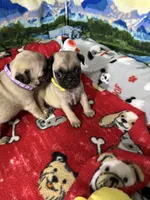 AKC Daisy , a female Pug for sale in Columbia, MO – 4 of 5
