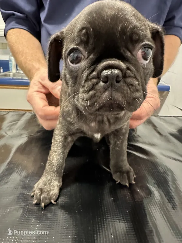 Birdie – French Bulldog, Pug puppy for sale in Columbia, MO