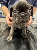 Birdie, a female French Bulldog and Pug for sale in Columbia, MO – 8 of 10
