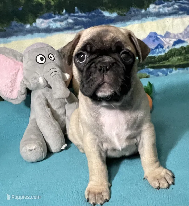 Hercules  – French Bulldog, Pug puppy for sale in Columbia, MO