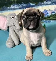 Hercules , a male French Bulldog and Pug for sale in Columbia, MO – 1 of 10