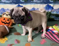 AKC Rose, a female Pug for sale in Columbia, MO – 4 of 7