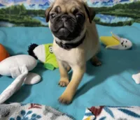 AKC Betty , a female Pug for sale in Columbia, MO – 7 of 9