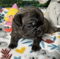 Duke, a male French Bulldog and Pug for sale in Columbia, MO – 1 of 7