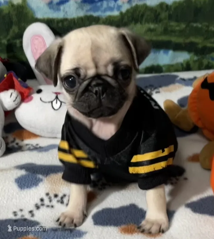 AKC Tiny – Pug puppy for sale in Columbia, MO
