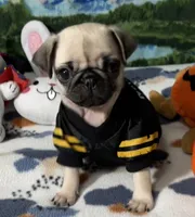 AKC Tiny, a female Pug for sale in Columbia, MO – 1 of 10