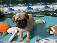 AKC Betty , a female Pug for sale in Columbia, MO – 8 of 9