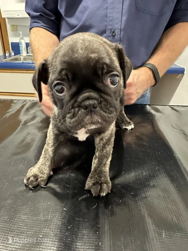 Duke – French Bulldog, Pug puppy for sale in Columbia, MO