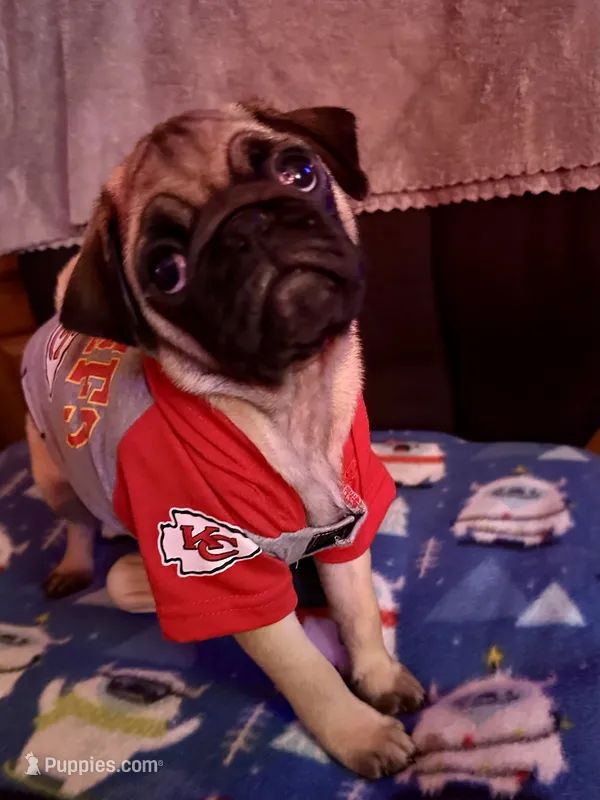 AKC Willy – Pug puppy for sale in Columbia, MO