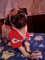 AKC Willy, a male Pug for sale in Columbia, MO – 1 of 10