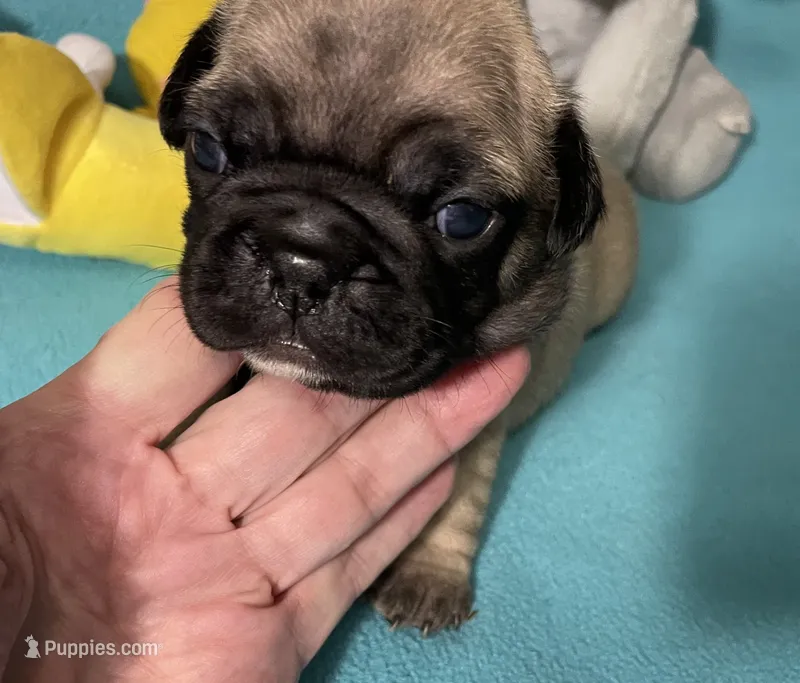 Sassy – French Bulldog, Pug puppy for sale in Columbia, MO