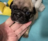 Sassy, a female French Bulldog and Pug for sale in Columbia, MO – 1 of 10
