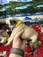 AKC Daisy , a female Pug for sale in Columbia, MO – 2 of 5