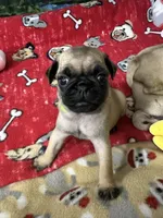 AKC Willy, a male Pug for sale in Columbia, MO – 9 of 10