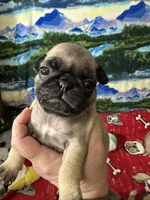 AKC Willy, a male Pug for sale in Columbia, MO – 2 of 10