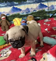 AKC Wiilie, a male Pug for sale in Columbia, MO – 9 of 9