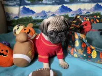 AKC Moe, a male Pug for sale in Columbia, MO – 4 of 7