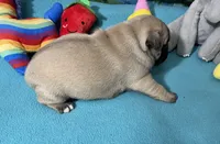Hercules , a male French Bulldog and Pug for sale in Columbia, MO – 8 of 8