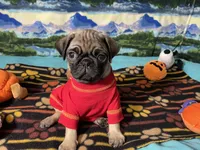 AKC Moe, a male Pug for sale in Columbia, MO – 2 of 7