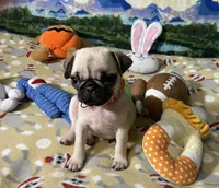 AKC Tiny, a female Pug for sale in Columbia, MO – 9 of 10
