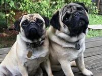 AKC Munchkin 💖, a female Pug for sale in Denver, CO – Photo 10 of 10