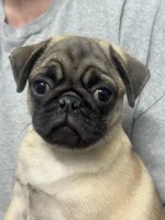 AKC Munchkin 💖, a female Pug for sale in Denver, CO – Photo 3 of 10