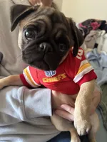 AKC Munchkin 💖, a female Pug for sale in Denver, CO – Photo 8 of 10