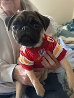 AKC Munchkin 💖, a female Pug for sale in Denver, CO – Photo 7 of 10